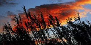 Donax cane, Giant reed, Persian reed