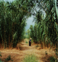 Arundo donax